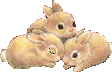 Bunny GIF
